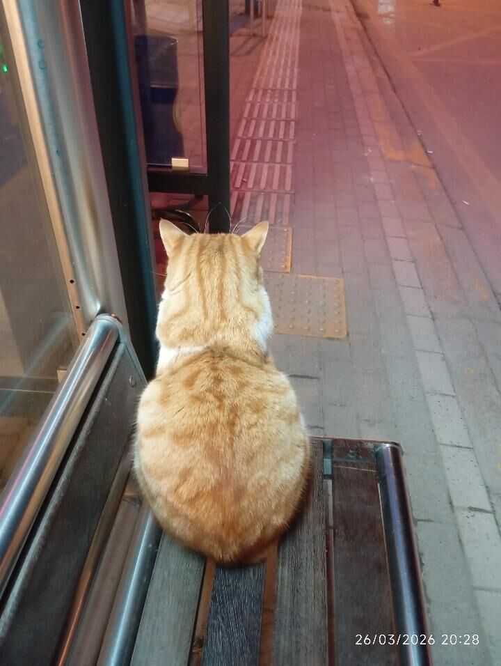 İ Sahi̇bi̇ni̇ Bekli̇yor (1)-1