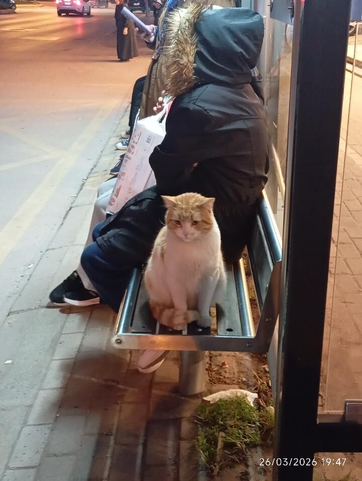 İ Sahi̇bi̇ni̇ Bekli̇yor (2)