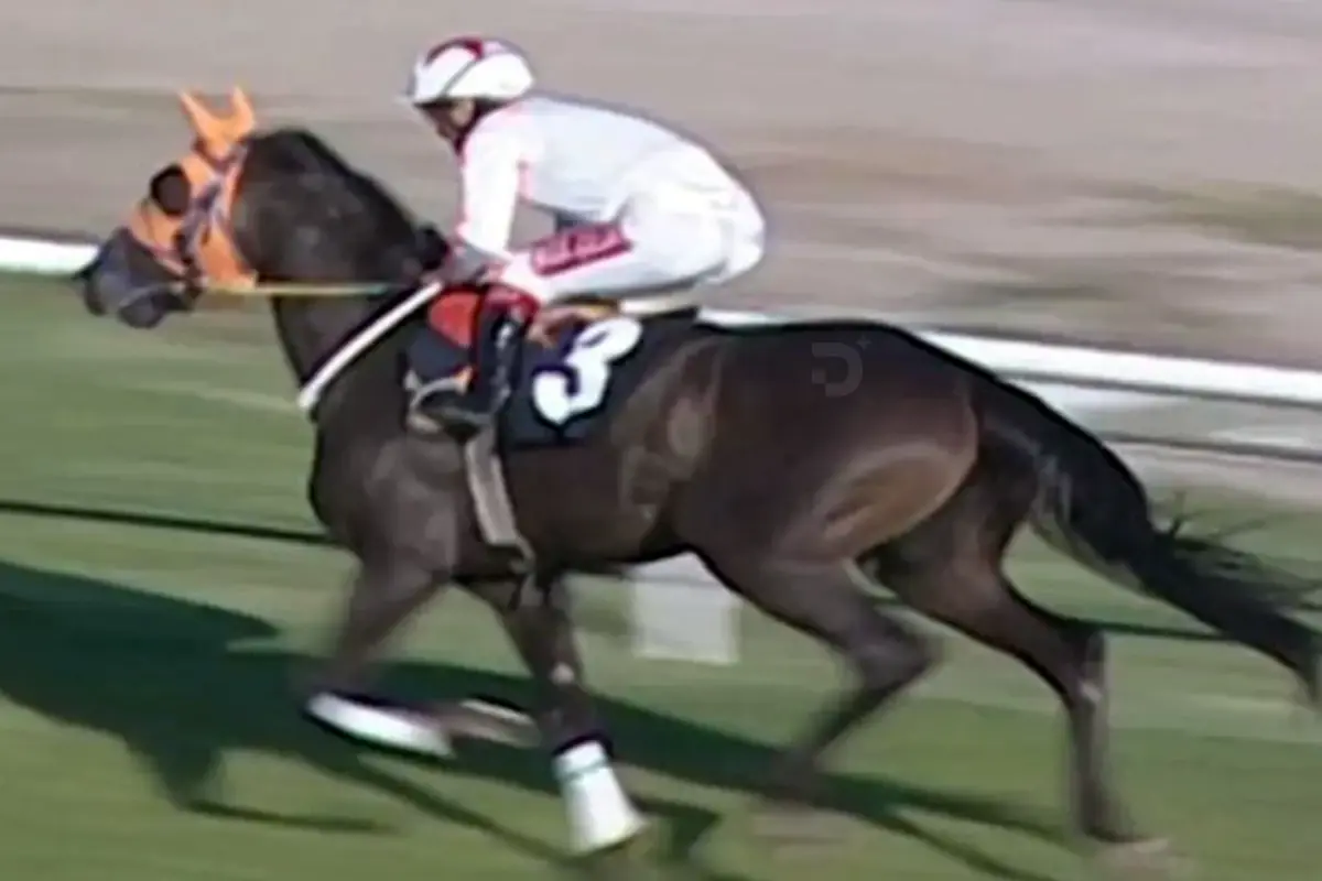 Kavurma Yapilan Yaris Atinin Goruntuleri Ortaya 19652849 914 Amp