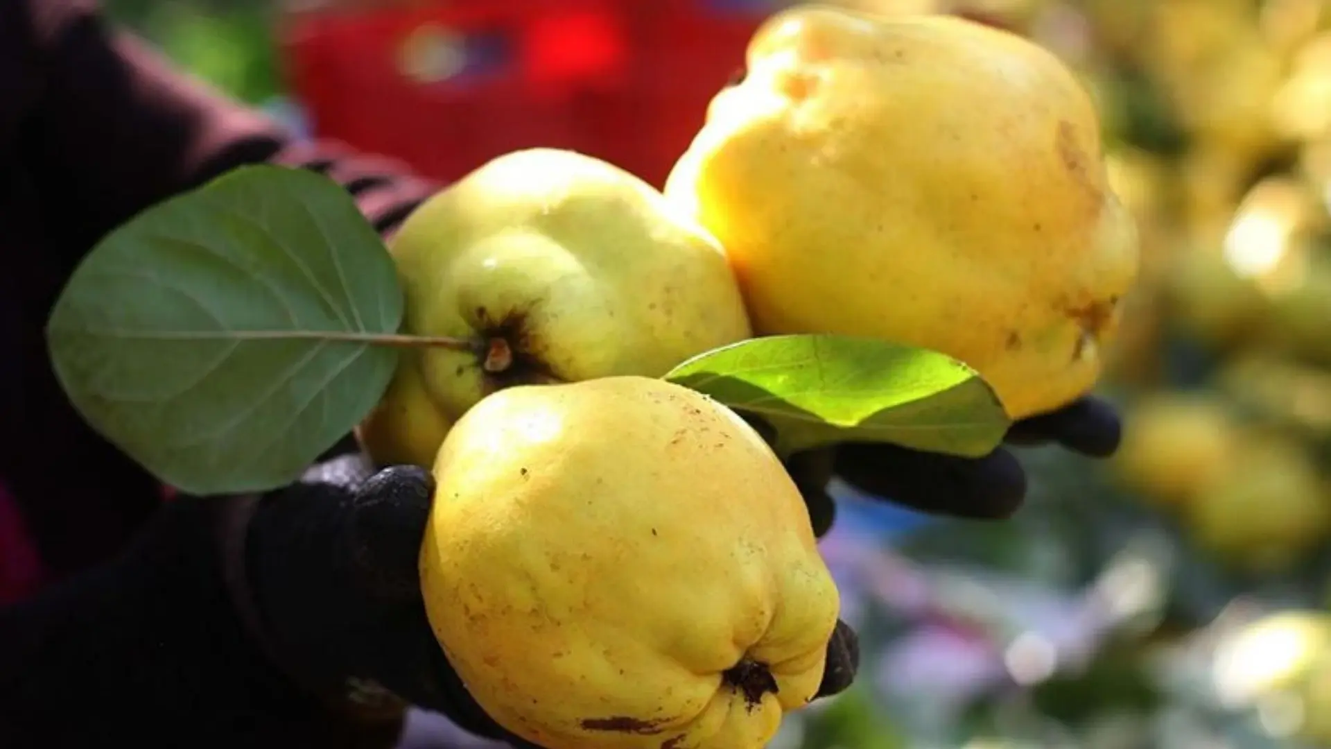 Tezgahta Görenler Şaşti! Ki̇lo Fi̇yati Dudak Uçuklatti (2)