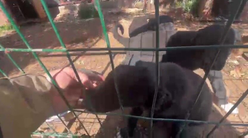 Antalya’da Kaçak Köpek Üreti̇mi̇ne Ceza Kocaeli̇ Detayi Di̇kkat Çekti̇ (1)