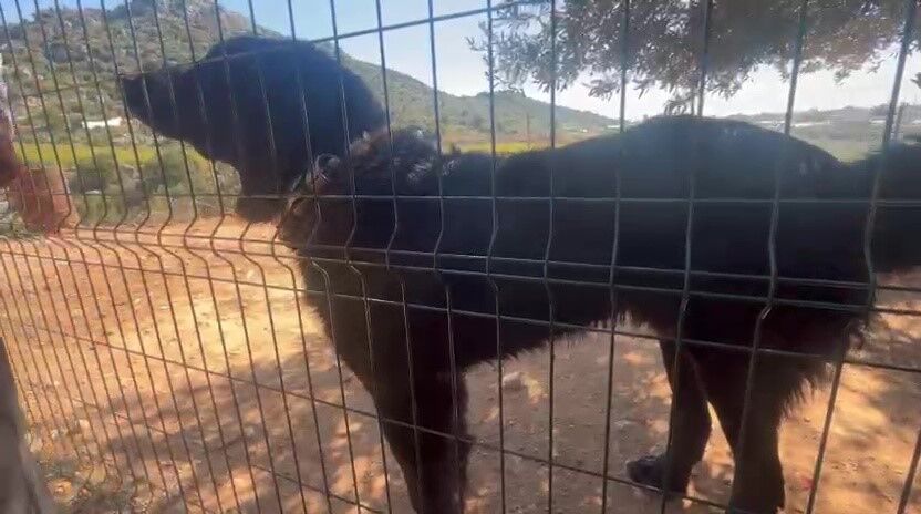 Antalya’da Kaçak Köpek Üreti̇mi̇ne Ceza Kocaeli̇ Detayi Di̇kkat Çekti̇ (3)