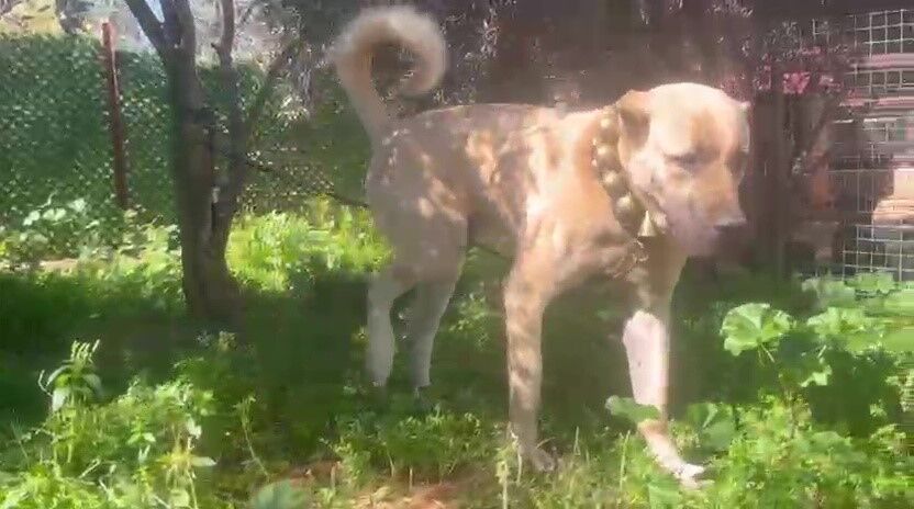 Antalya’da Kaçak Köpek Üreti̇mi̇ne Ceza Kocaeli̇ Detayi Di̇kkat Çekti̇ (4)