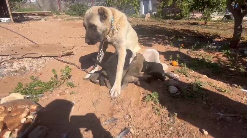 Antalya’da Kaçak Köpek Üreti̇mi̇ne Ceza Kocaeli̇ Detayi Di̇kkat Çekti̇ (5)