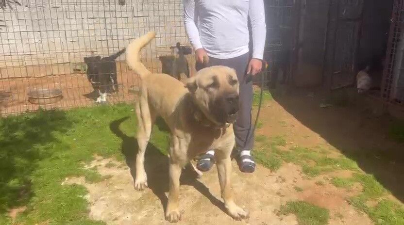 Antalya’da Kaçak Köpek Üreti̇mi̇ne Ceza Kocaeli̇ Detayi Di̇kkat Çekti̇ (6)