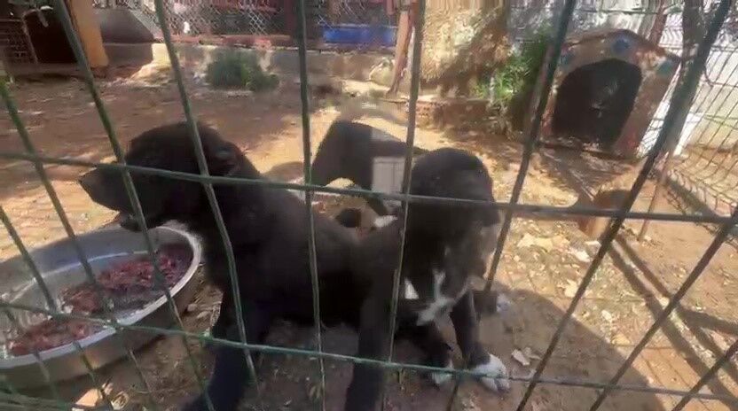 Antalya’da Kaçak Köpek Üreti̇mi̇ne Ceza Kocaeli̇ Detayi Di̇kkat Çekti̇ (8)
