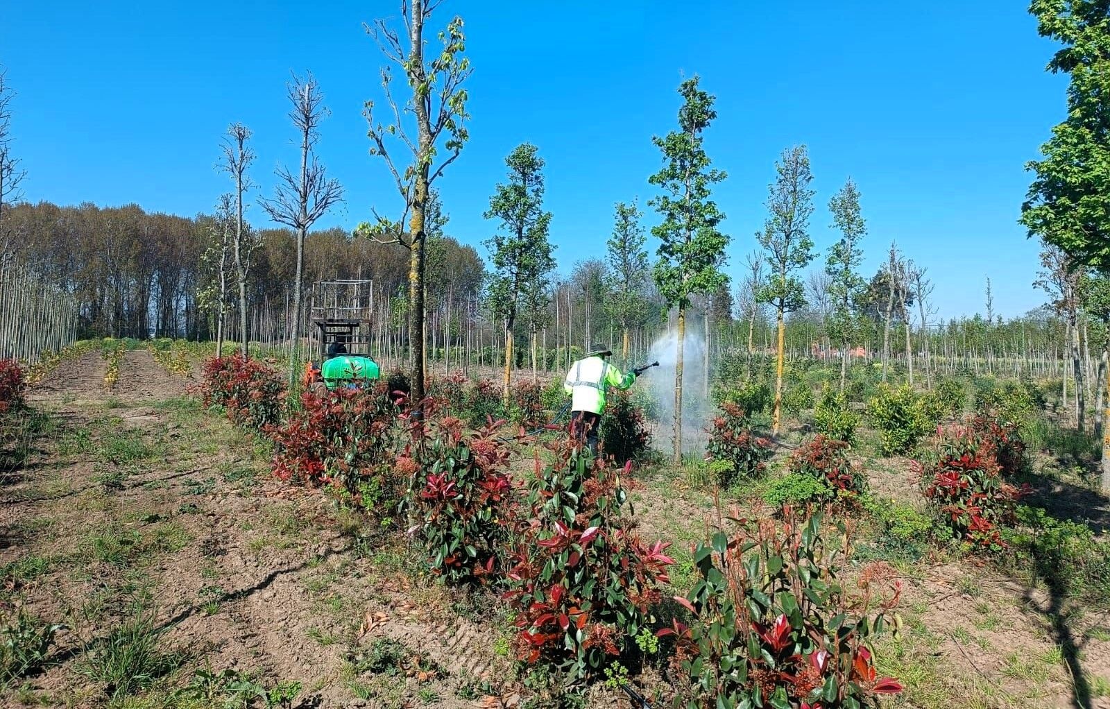 Fidanlara Koruyucu Müdahale (4)