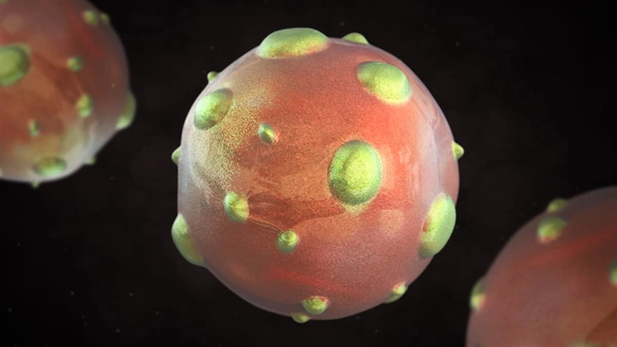 36C1436B Hanta Virus Nedir 16654 95610 B