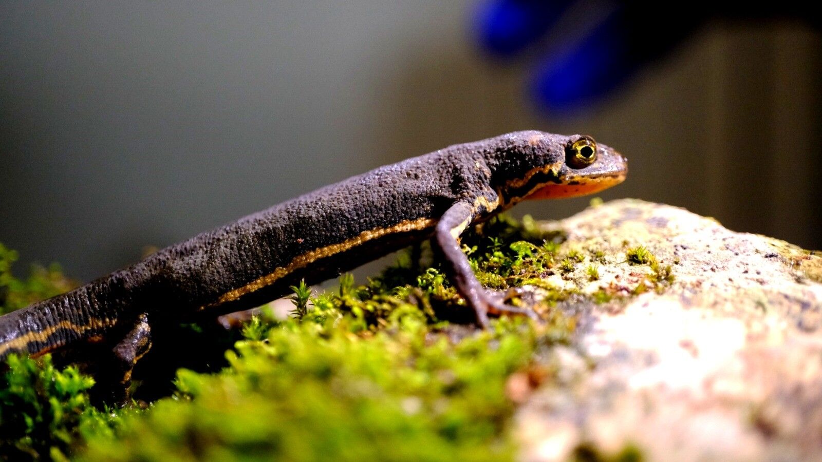 A W708412 01