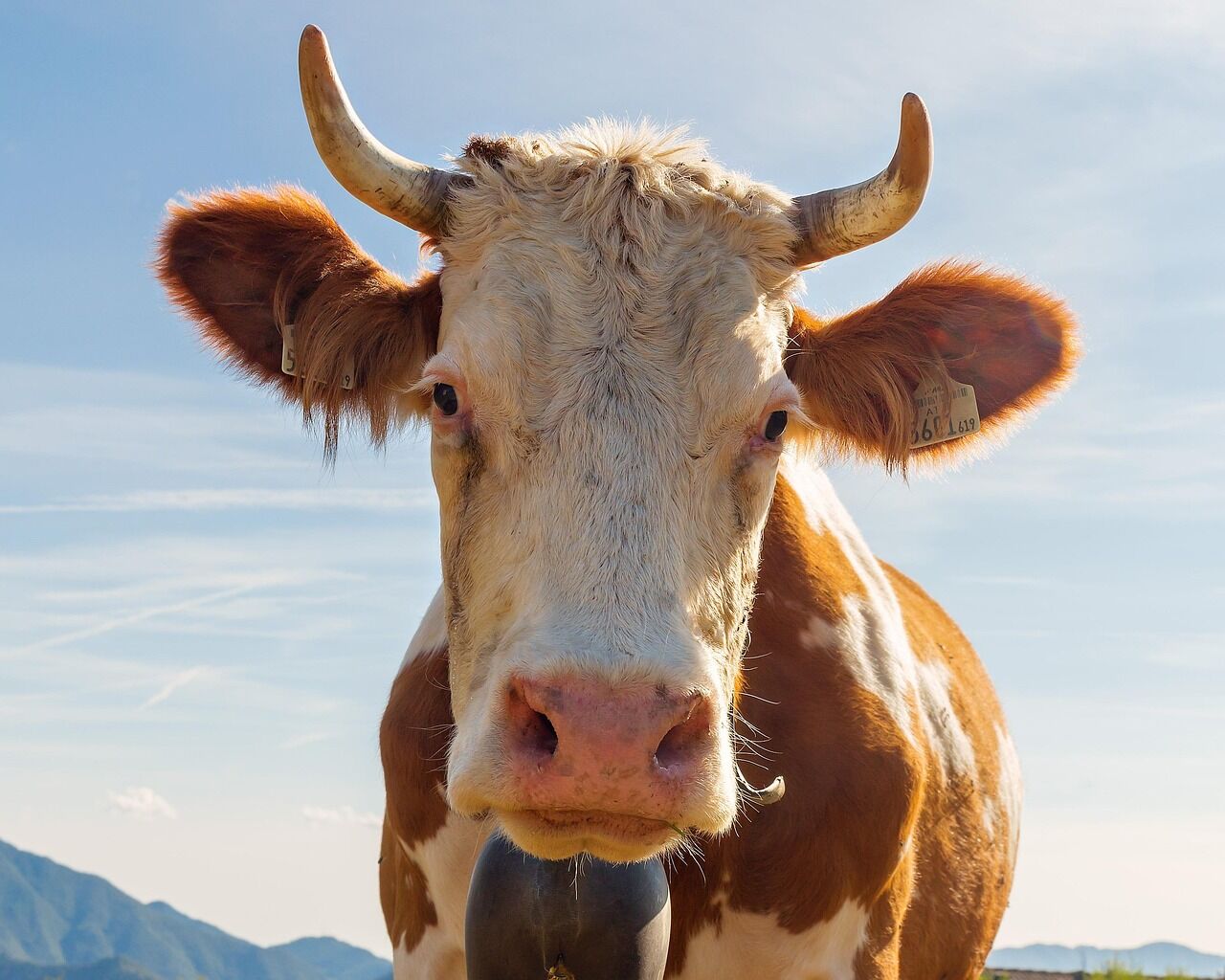 Cow 5291612 1280