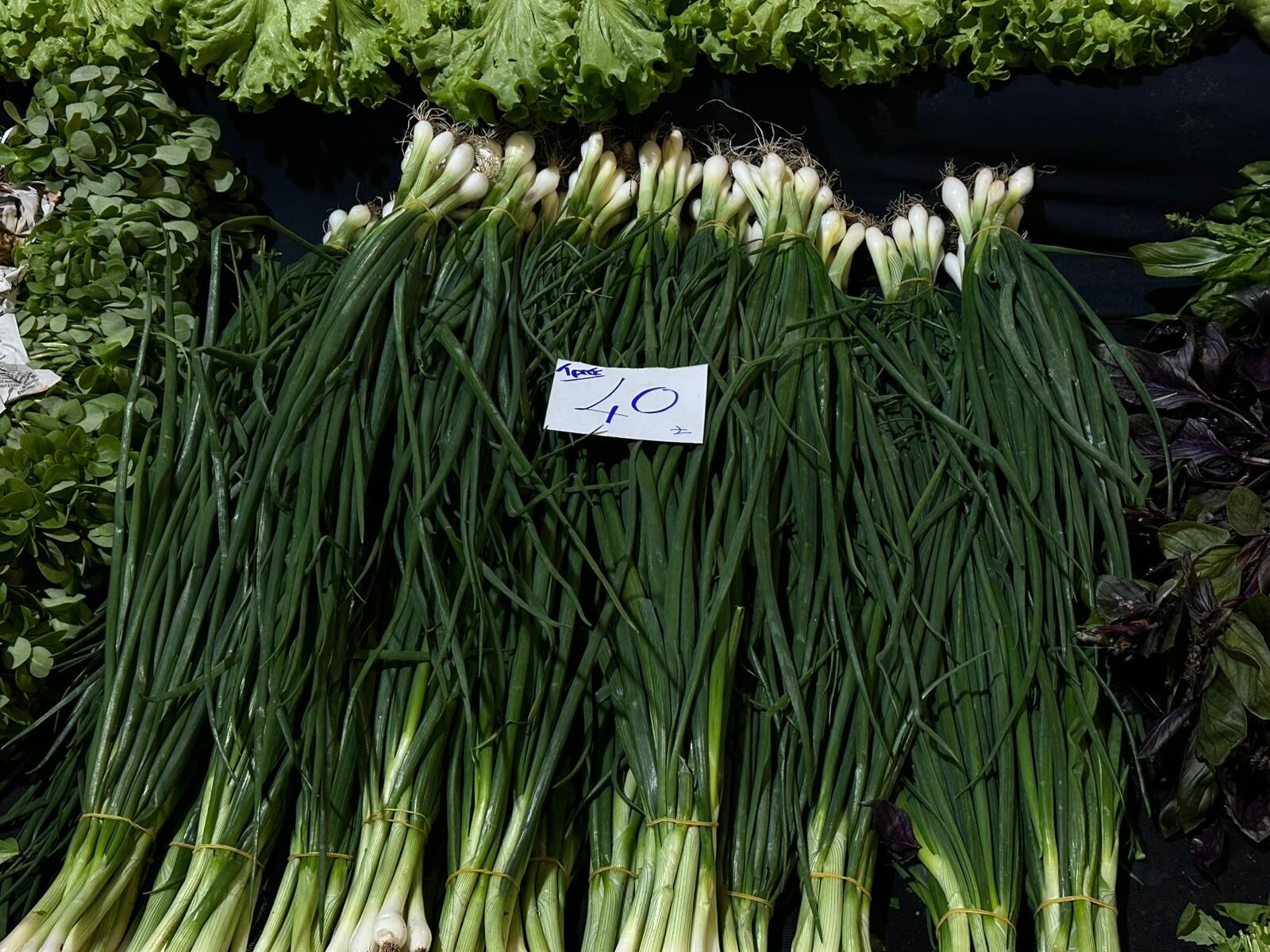 Taze Soğan
