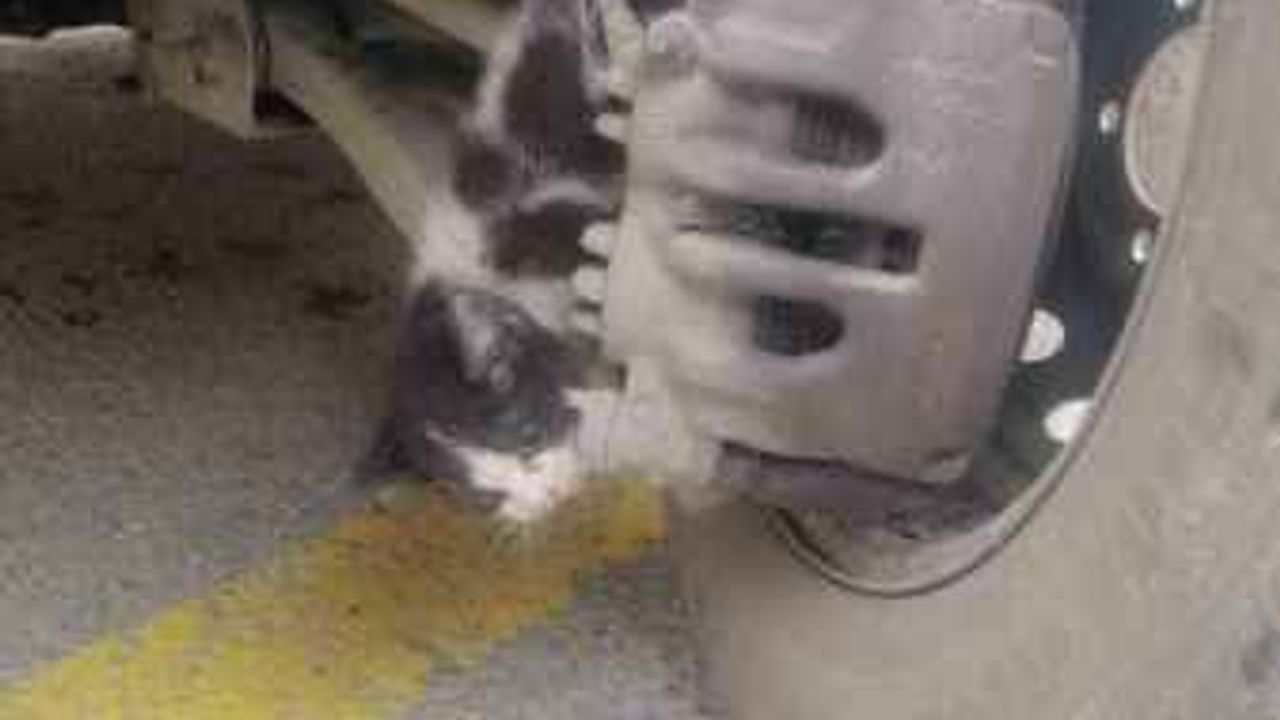 Otomobil tekeri ile balata arasına sıkışan kedi yaralandı!