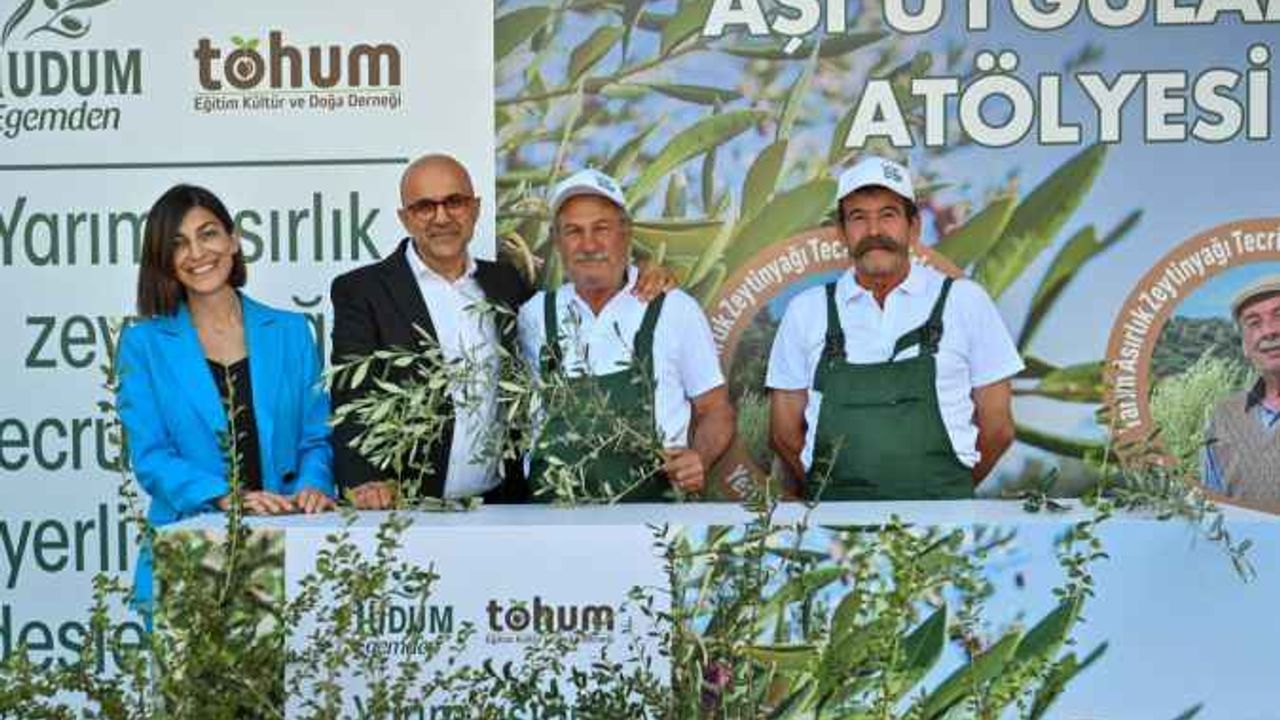 Yudum Egemden ve Tohum Derneği, yabani zeytin ağaçlarını ekonomiye kazandırmayı sürdürüyor!