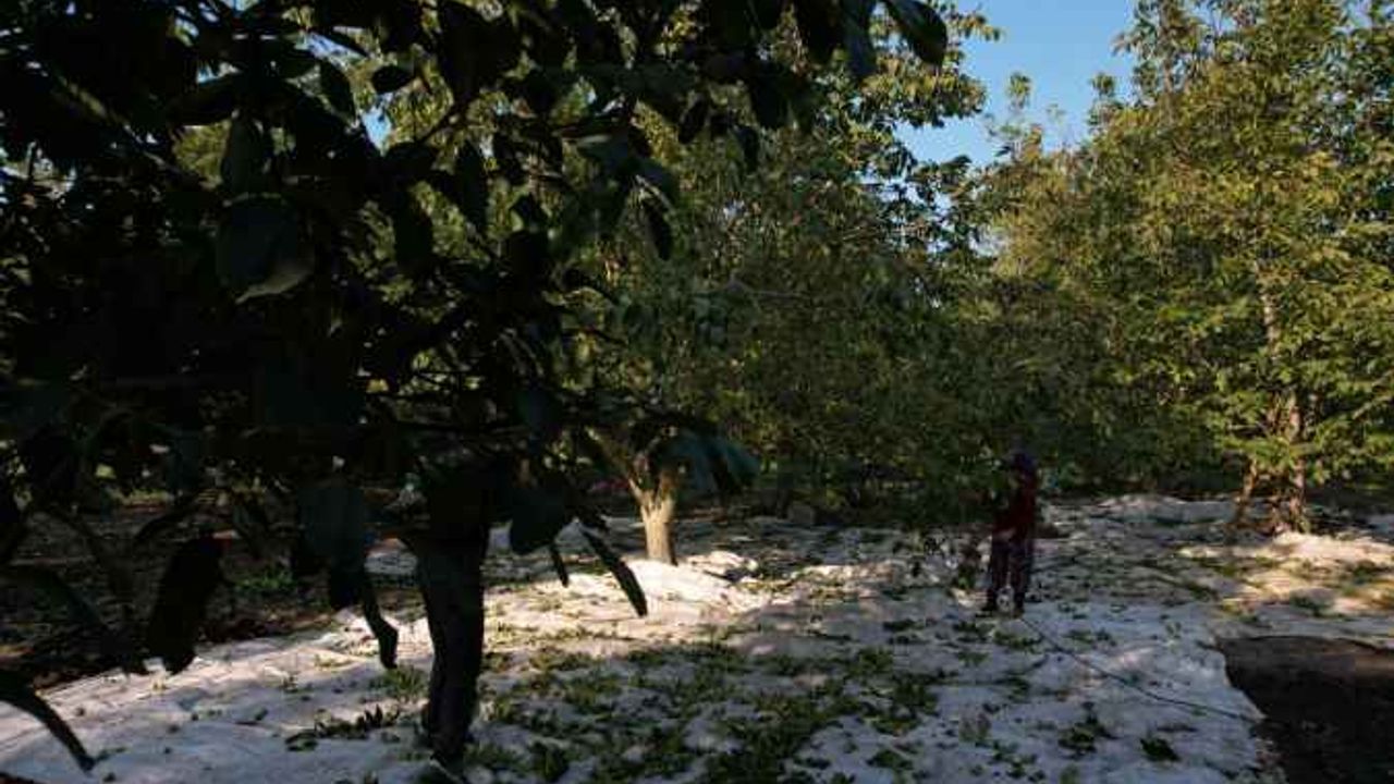 Sındırgı'da ceviz hasadı başladı!