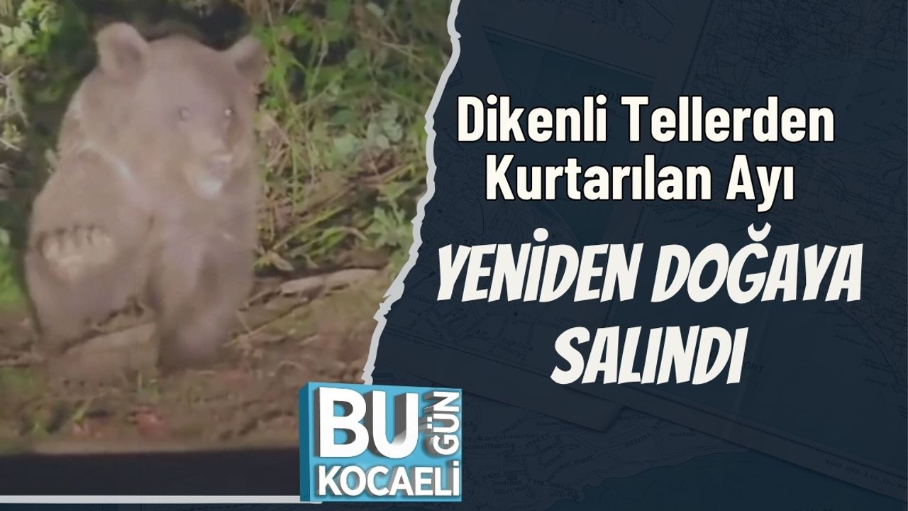 Dikenli Tellerden Kurtarılan Ayı Yeniden Doğaya Salındı