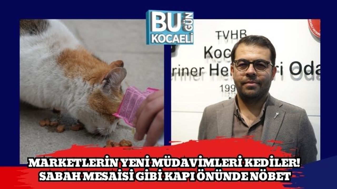 Marketlerin Yeni Müdavimleri Kediler! Sabah Mesaisi Gibi Kapı Önünde Nöbet
