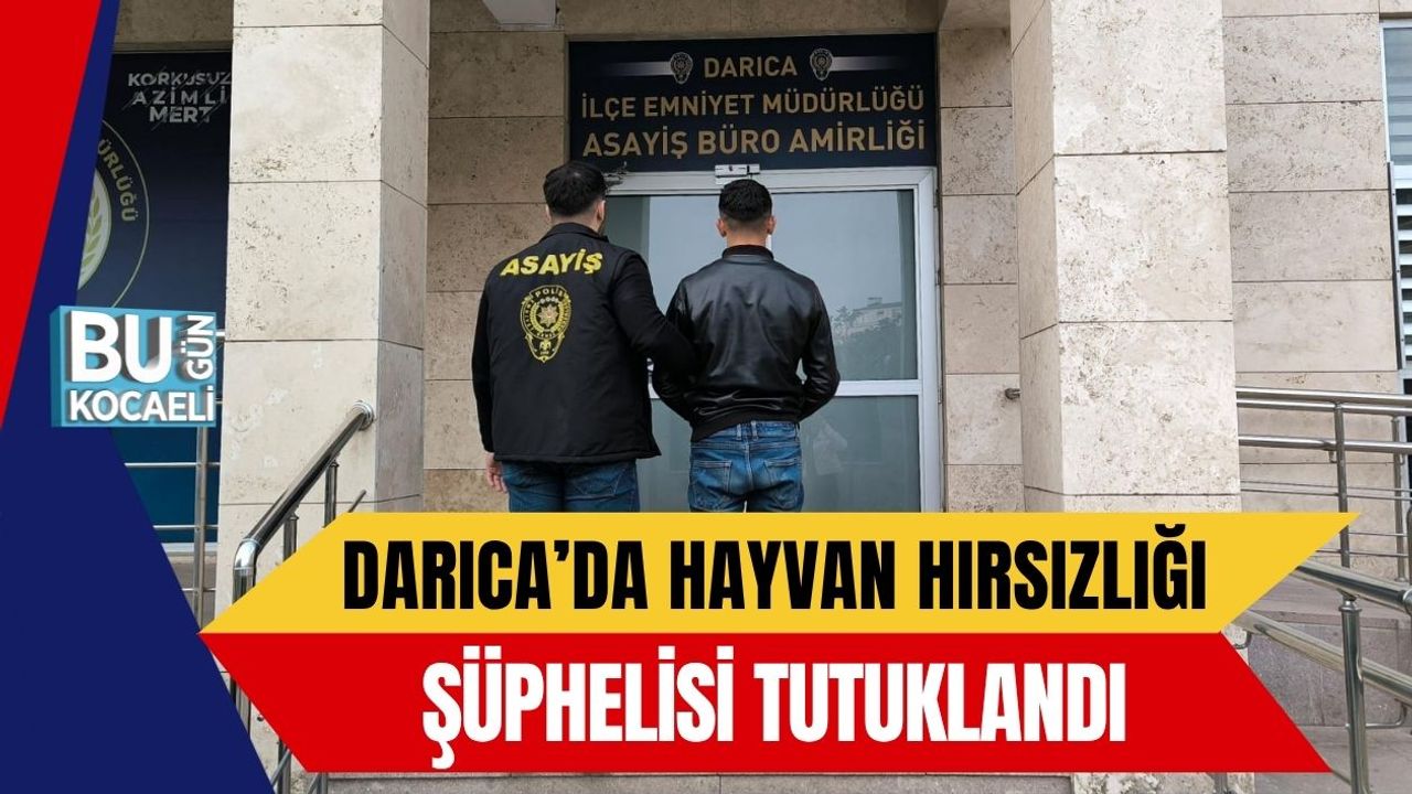 Darıca’da Hayvan Hırsızlığı Şüphelisi Tutuklandı