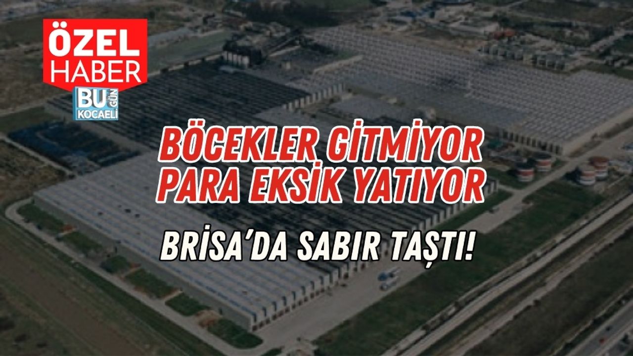 Böcekler Gitmiyor, Para Eksik Yatıyor: Brisa’da Sabır Taştı!
