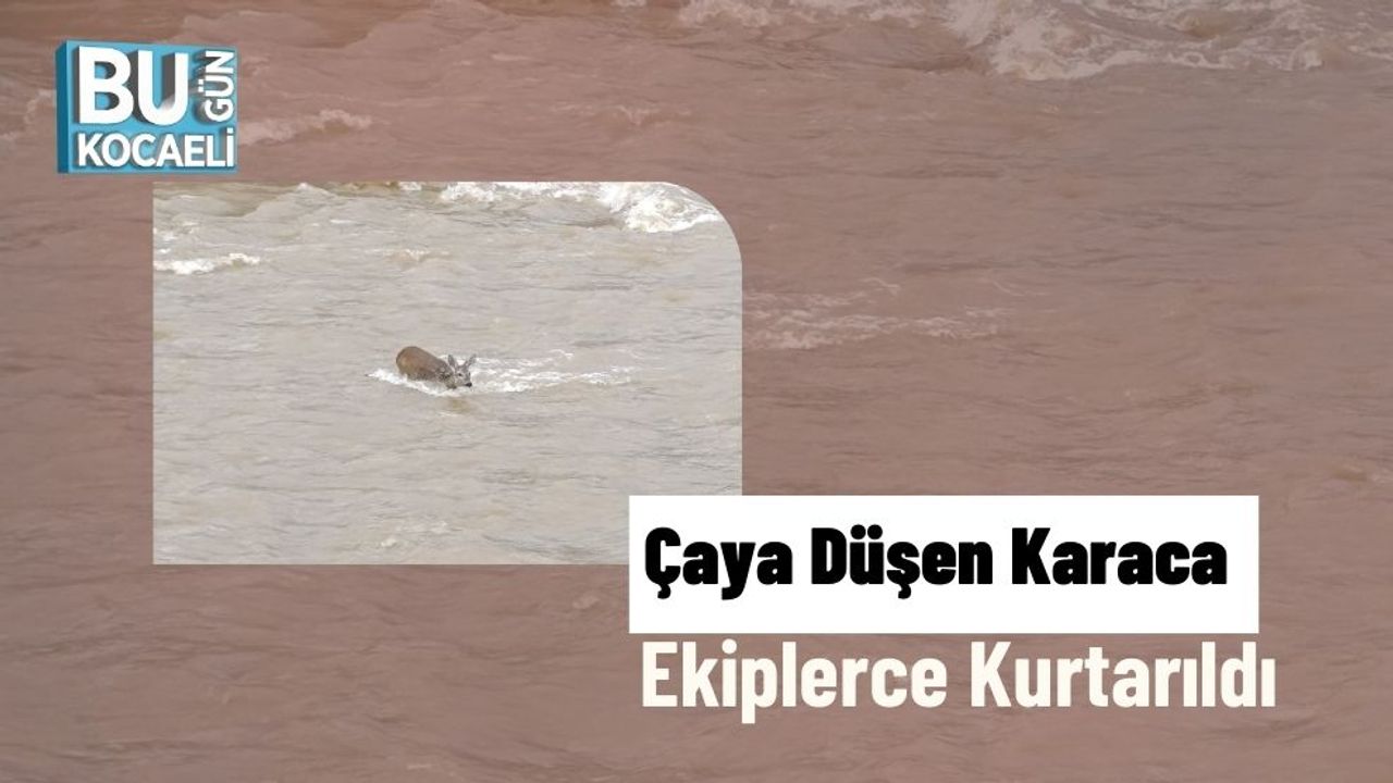 Çaya Düşen Karaca Ekiplerce Kurtarıldı