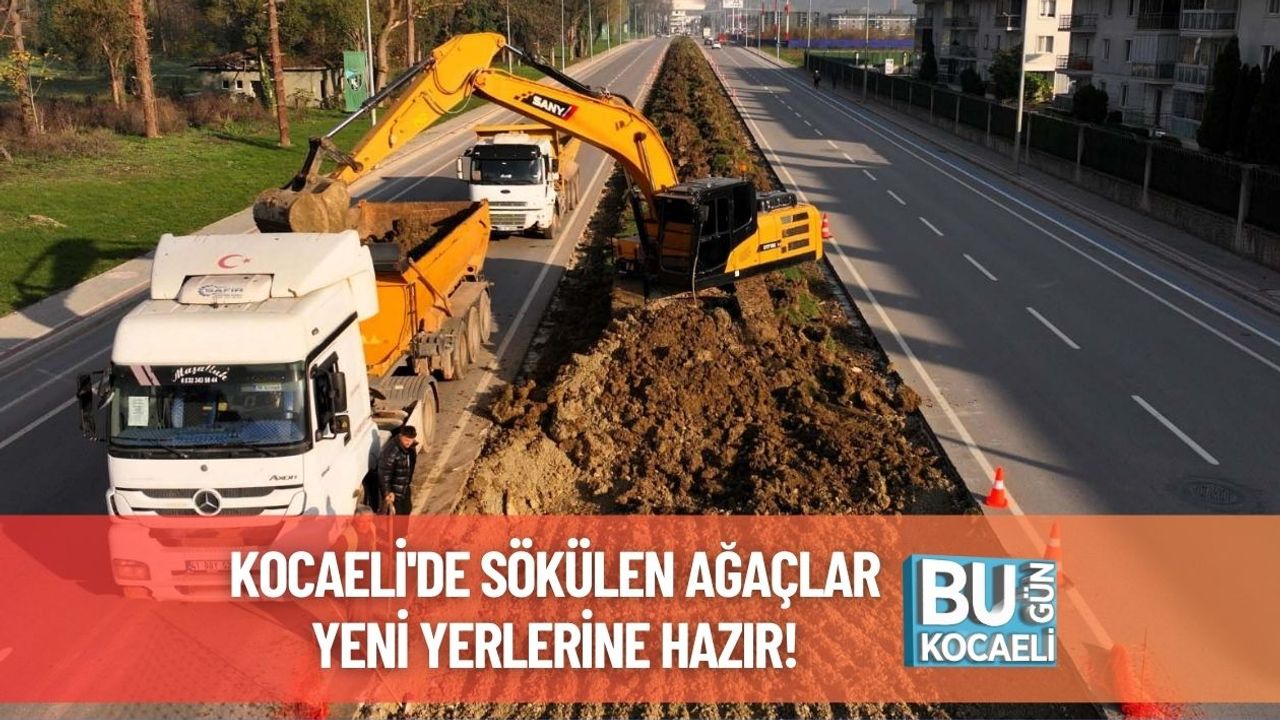 Kocaeli'de Sökülen Ağaçlar Yeni Yerlerine Hazır!