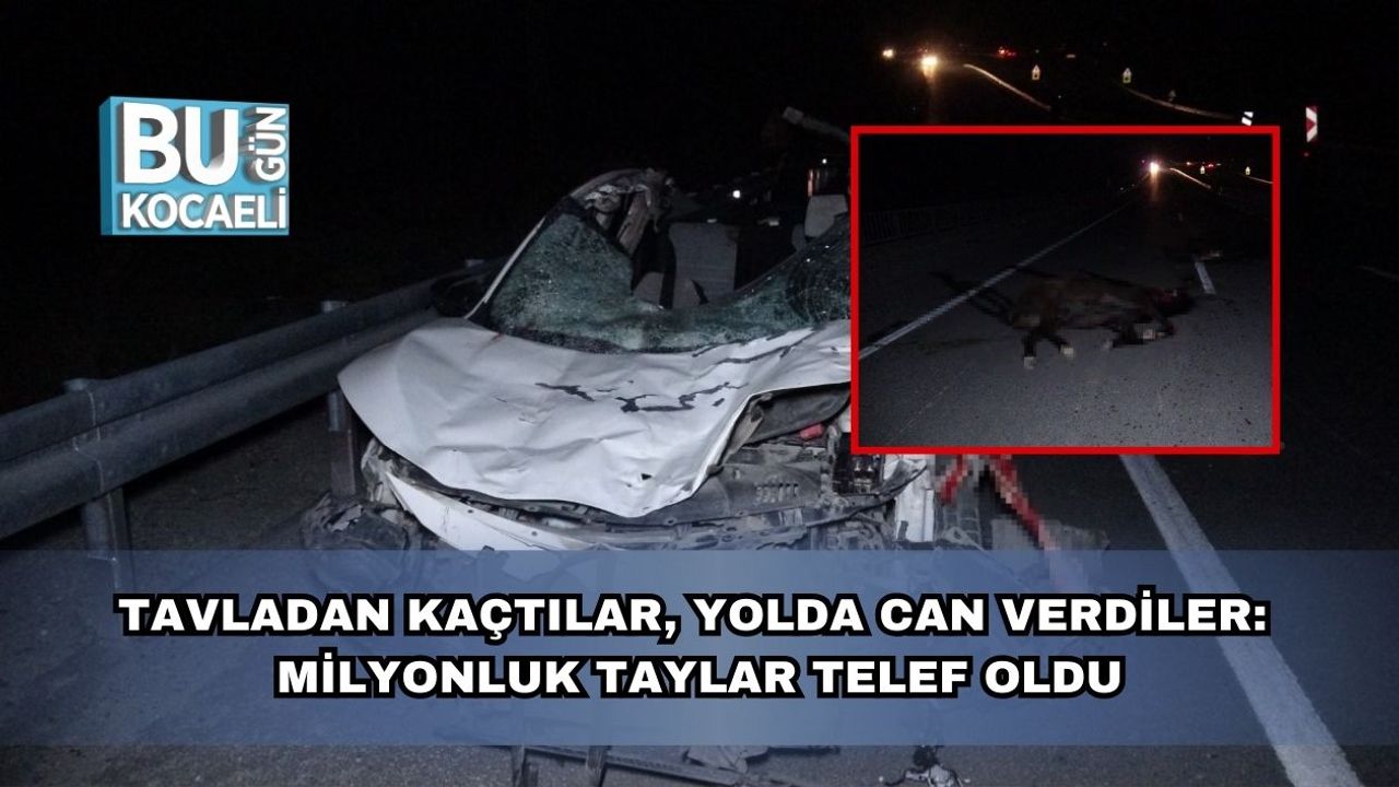 Tavladan Kaçtılar, Yolda Can Verdiler: Milyonluk Taylar Telef Oldu