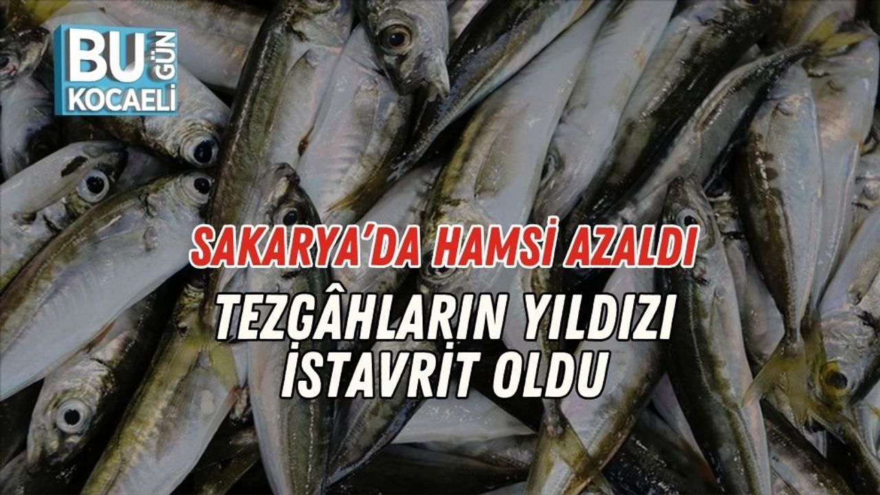 Sakarya’da Hamsi Azaldı, Tezgâhların Yıldızı İstavrit Oldu