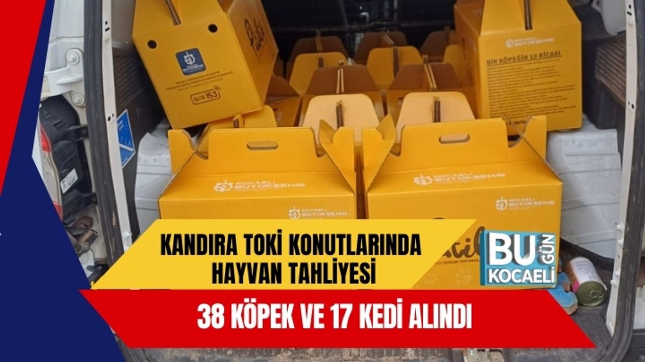 Kandıra TOKİ Konutlarında Hayvan Tahliyesi: 38 Köpek ve 17 Kedi Alındı