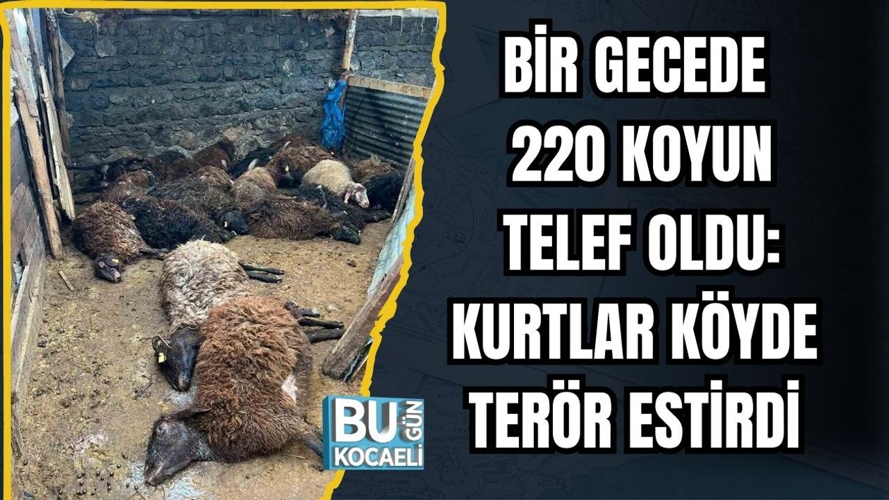 Bir Gecede 220 Koyun Telef Oldu: Kurtlar Köyde Terör Estirdi
