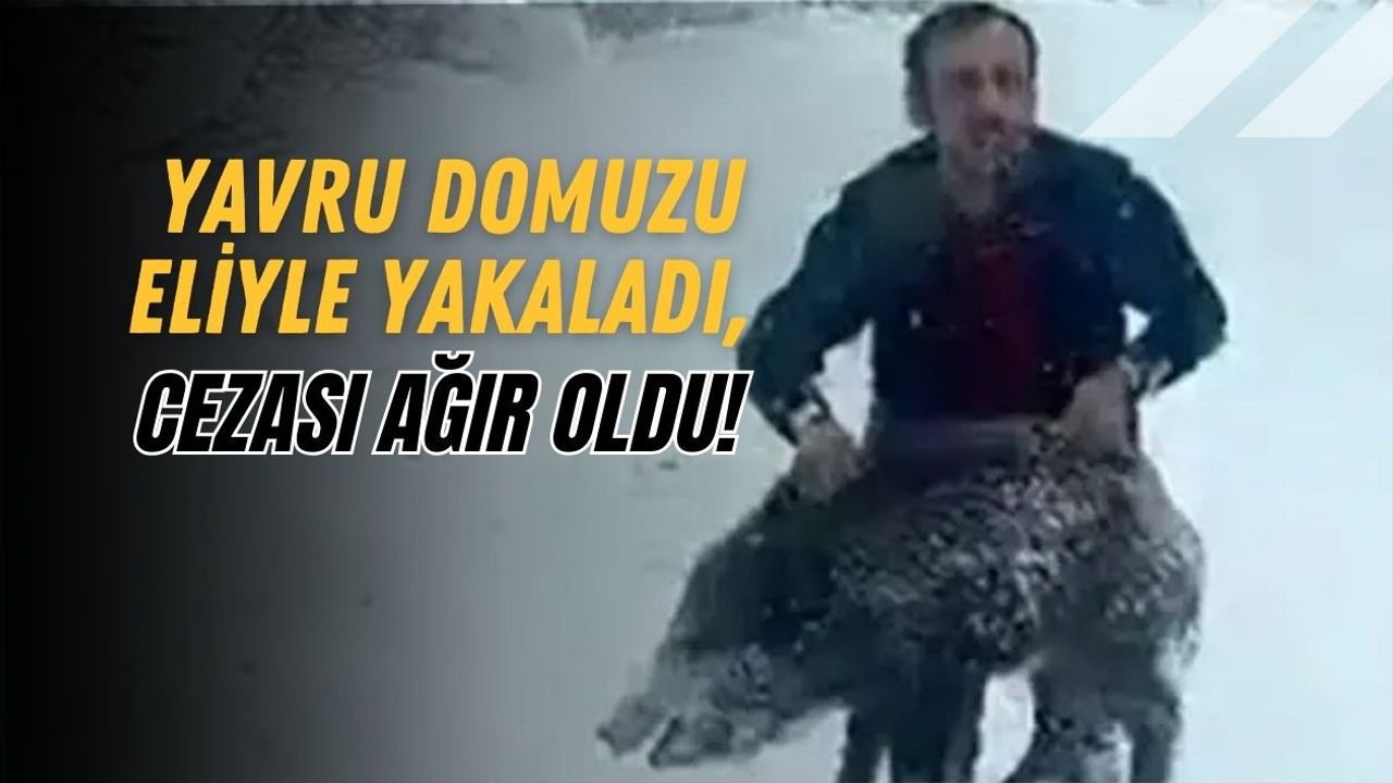 Yavru Domuzu Eliyle Yakaladı, Cezası Ağır Oldu!