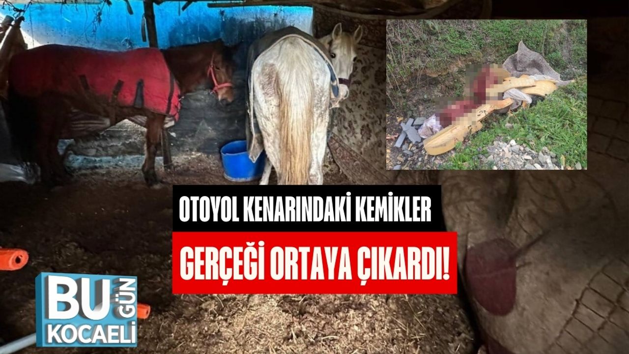 Otoyol Kenarındaki Kemikler Gerçeği Ortaya Çıkardı!