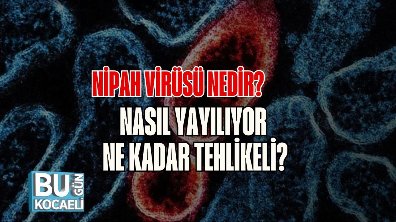 Nipah Virüsü Nedir? Nasıl Yayılıyor, Ne Kadar Tehlikeli?