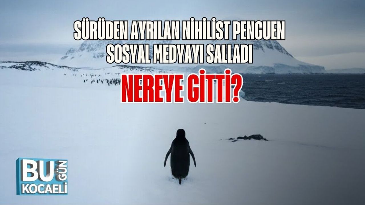 Sürüden Ayrılan Nihilist Penguen Sosyal Medyayı Salladı: Nereye Gitti?