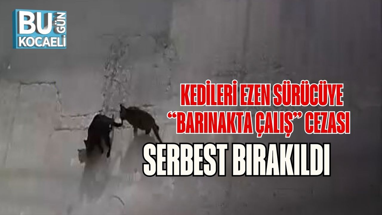 Kedileri Ezen Sürücüye “Barınakta Çalış” Cezası: Serbest Bırakıldı