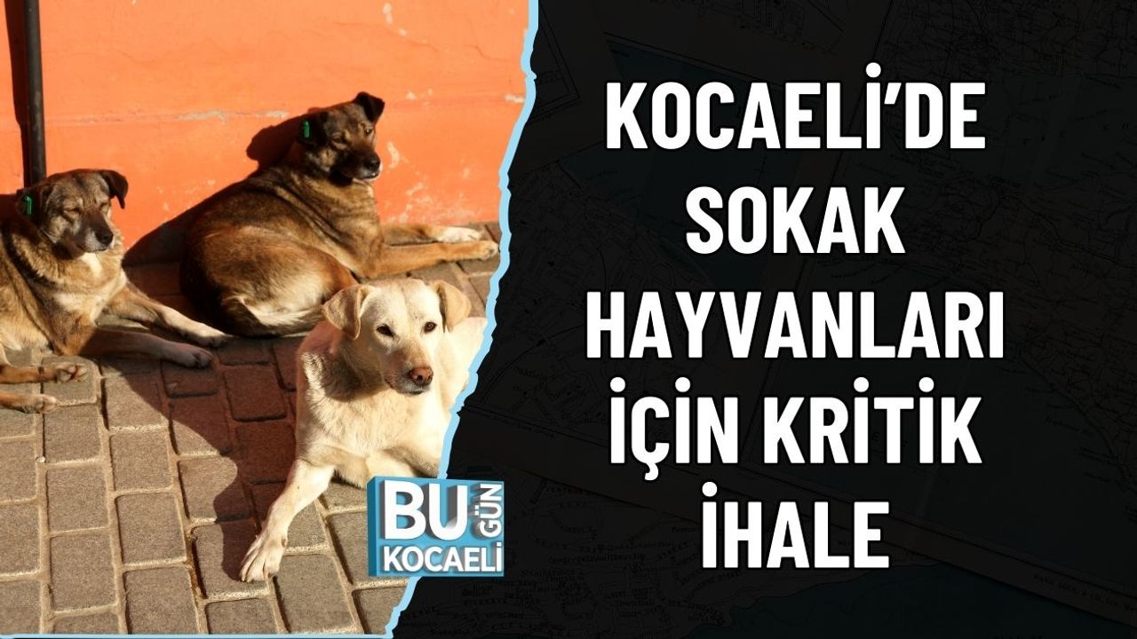 KOCAELİ’DE SOKAK HAYVANLARI İÇİN KRİTİK İHALE