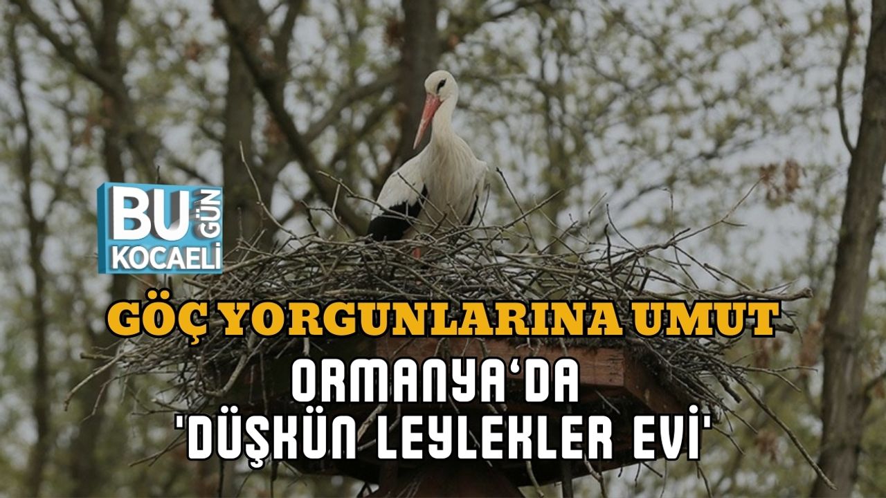 GÖÇ YORGUNLARINA UMUT: ORMANYA’DA 'DÜŞKÜN LEYLEKLER EVİ'