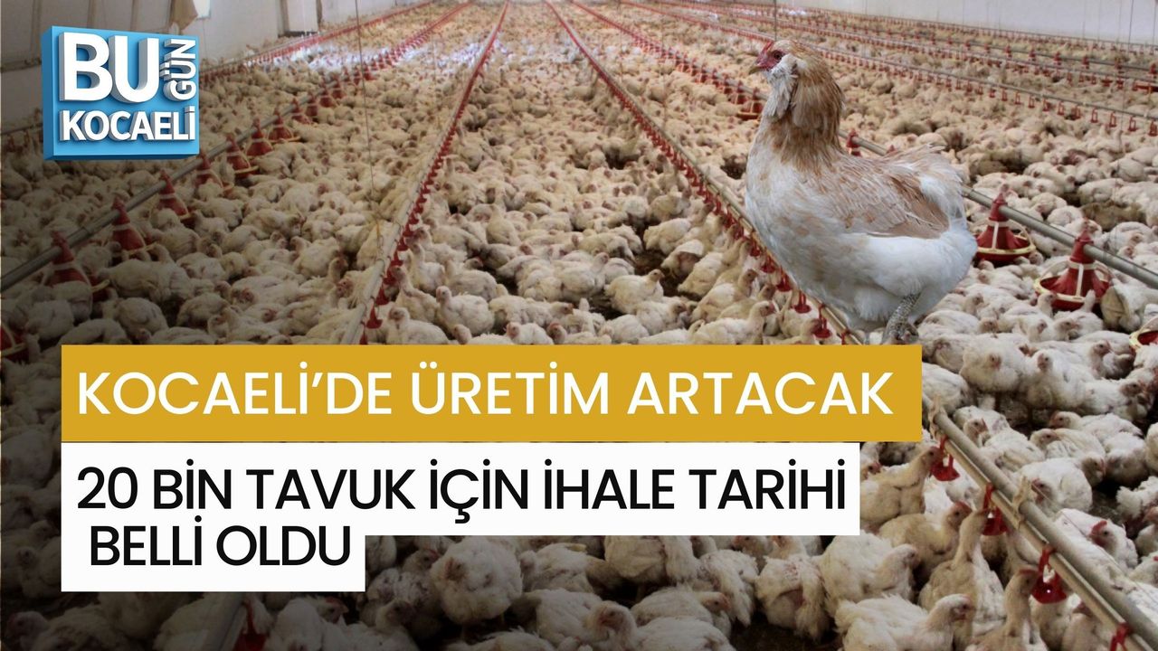 KOCAELİ’DE ÜRETİM ARTACAK: 20 BİN TAVUK İÇİN İHALE TARİHİ BELLİ OLDU
