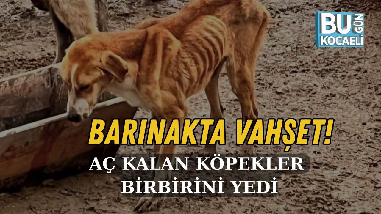 BARINAKTA VAHŞET! AÇ KALAN KÖPEKLER BİRBİRİNİ YEDİ