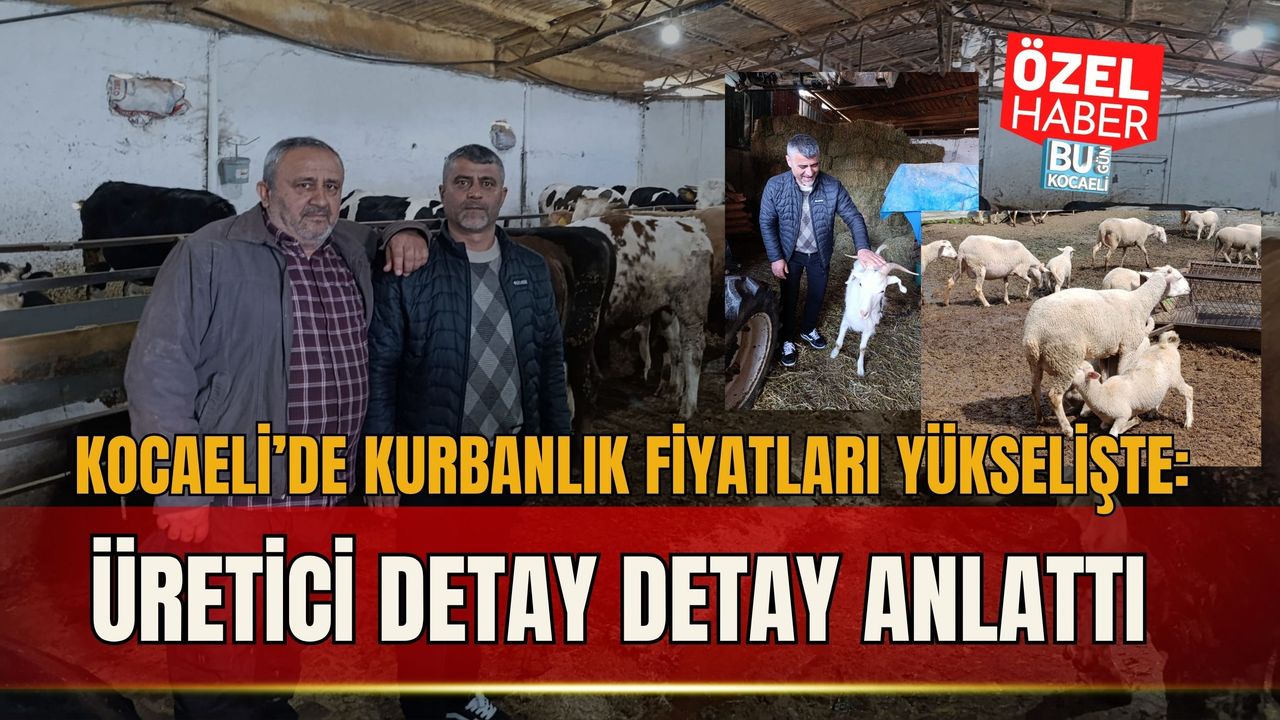 KOCAELİ’DE KURBANLIK FİYATLARI YÜKSELİŞTE: ÜRETİCİ DETAY DETAY ANLATTI
