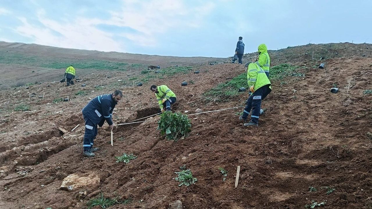 GEBZE’DE YEŞİL SEFERBERLİĞİ: BALÇIK’A 4 BİN 500 SEDİR