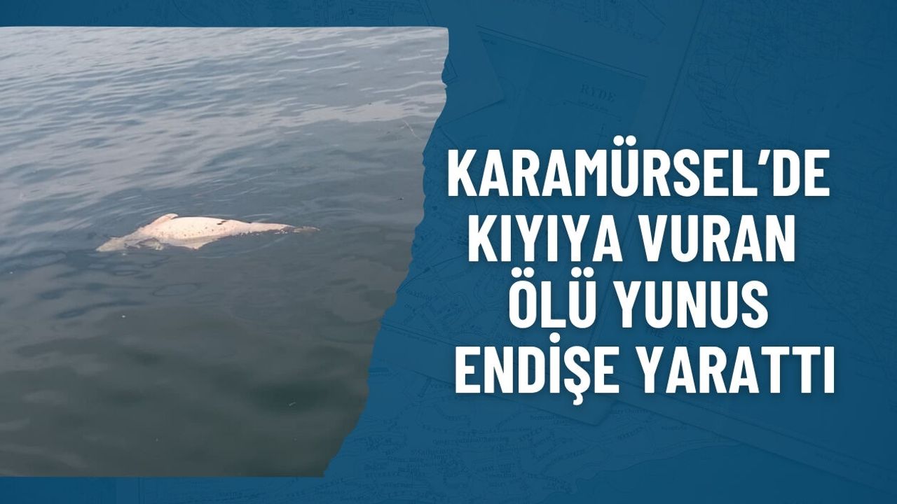 KARAMÜRSEL’DE ŞOK GÖRÜNTÜ: KIYIYA VURAN ÖLÜ YUNUS ENDİŞE YARATTI