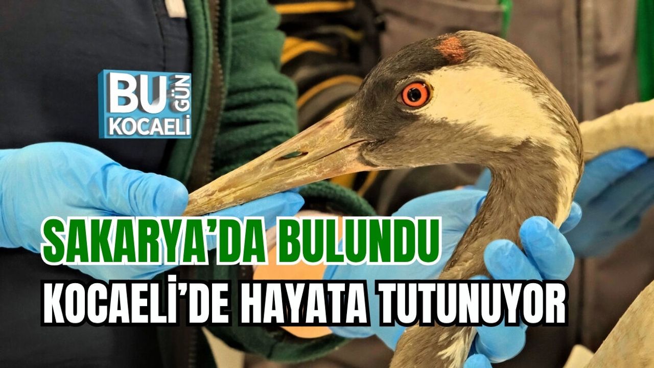 SAKARYA’DA BULUNDU, KOCAELİ’DE HAYATA TUTUNUYOR