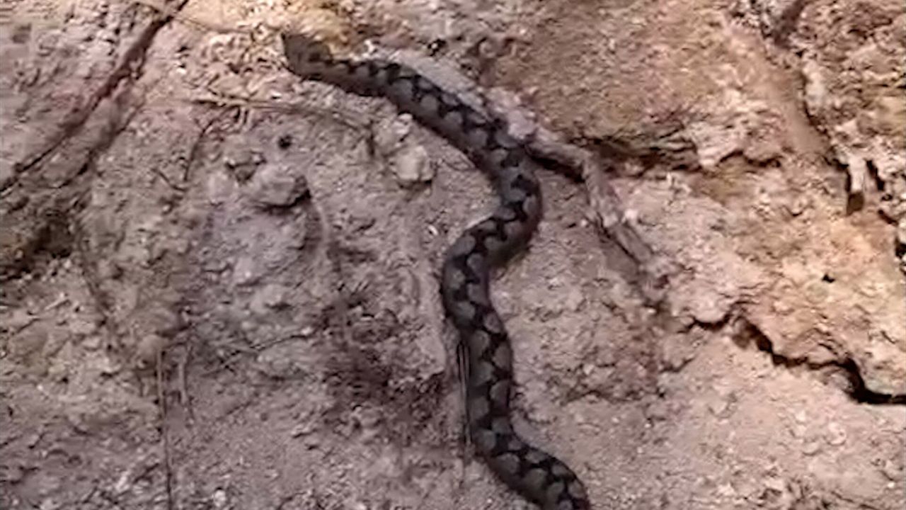 BOLU’DA TEHLİKELİ KEŞİF: NESLİ TÜKENMEKTE OLAN ENGEREK GÖRÜNTÜLENDİ