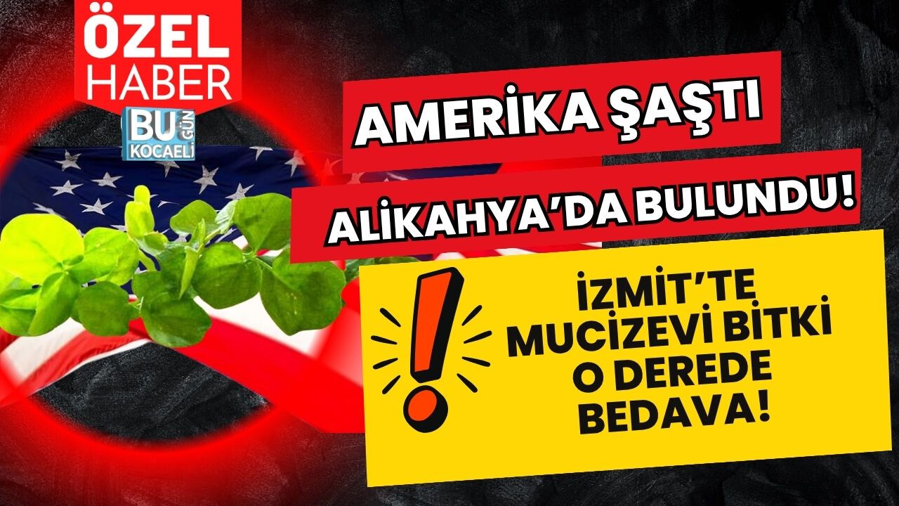AMERİKA ŞAŞTI, İZMİT ALİKAHYA’DA BULUNDU! KANSER DÜŞMANI MUCİZEVİ BİTKİ O DEREDE BEDAVA!