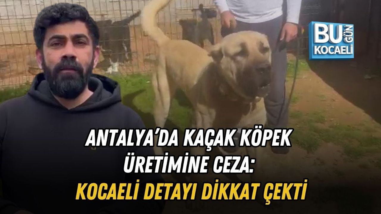 ANTALYA’DA KAÇAK KÖPEK ÜRETİMİNE CEZA: KOCAELİ DETAYI DİKKAT ÇEKTİ