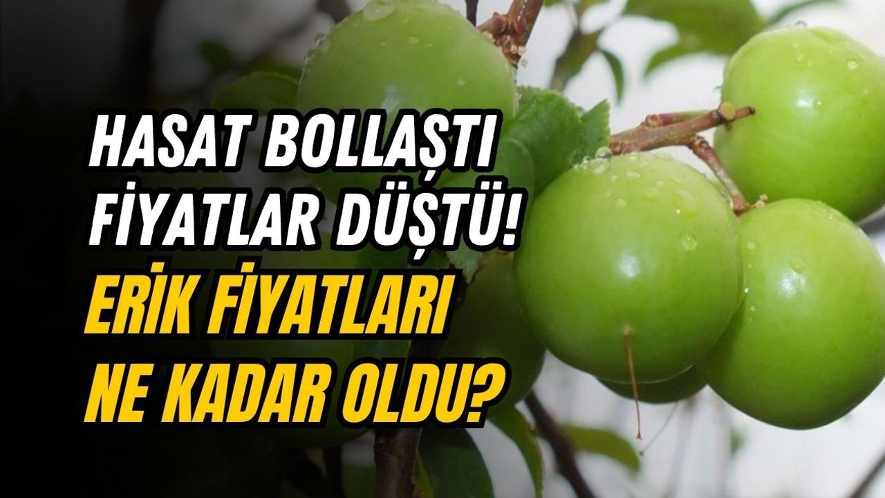 HASAT BOLLAŞTI FİYATLAR DÜŞTÜ! ERİK FİYATLARI NE KADAR OLDU?