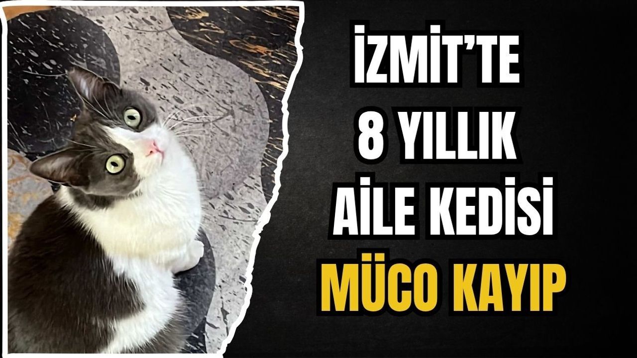 İZMİT’TE 8 YILLIK AİLE KEDİSİ MÜCO KAYIP