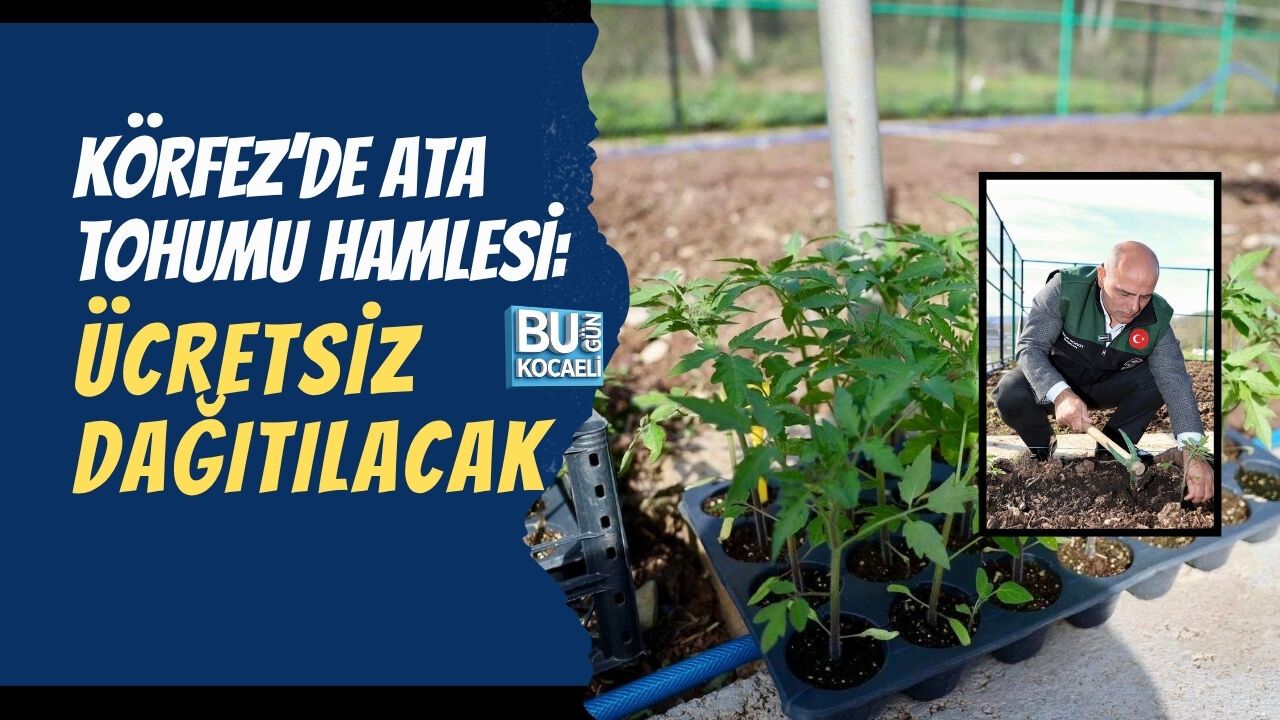 KÖRFEZ’DE ATA TOHUMU HAMLESİ: ÜCRETSİZ DAĞITILACAK
