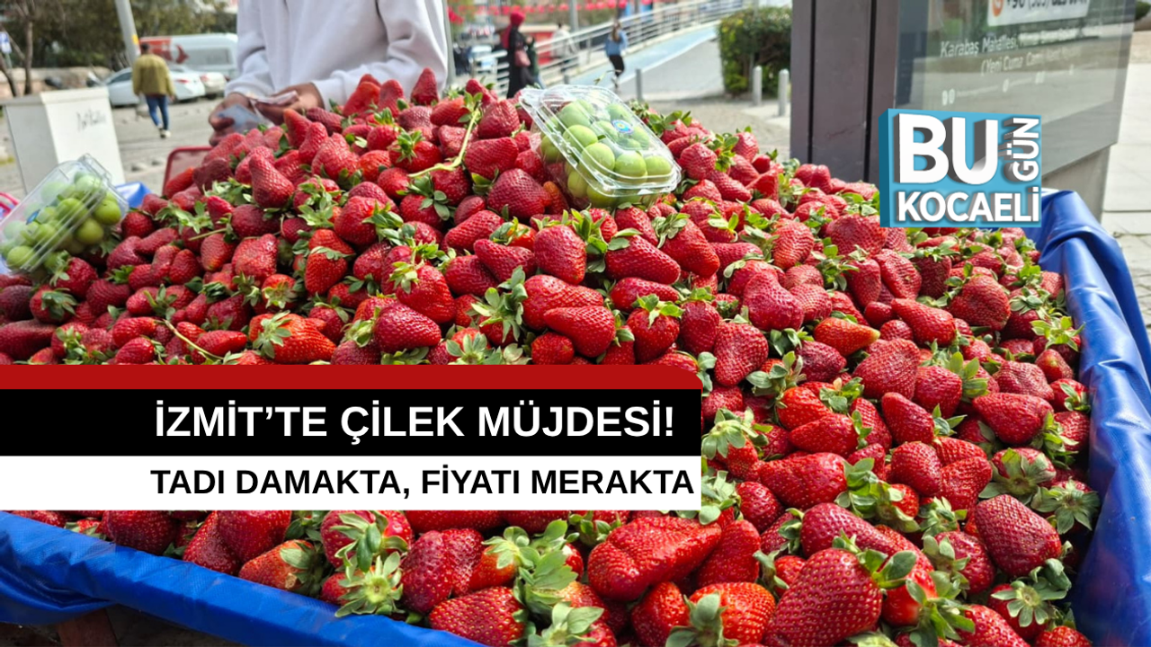 İZMİT’TE ÇİLEK MÜJDESİ! TADI DAMAKTA, FİYATI MERAKTA