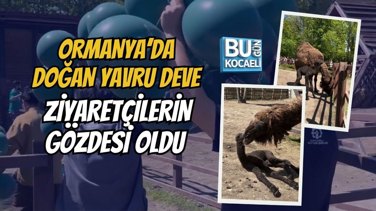 ORMANYA’DA DOĞAN YAVRU DEVE ZİYARETÇİLERİN GÖZDESİ OLDU