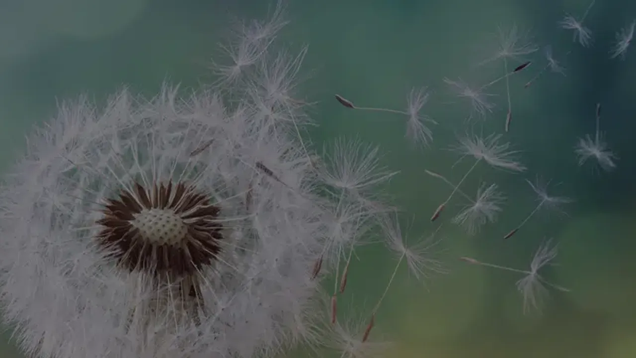 UZMANLARDAN KRİTİK UYARI! POLEN ALERJİSİ ERKEN BAŞLADI